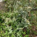 Galactites duriaei Libunga