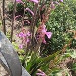 Watsonia borbonica Květ