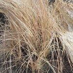 Eragrostis curvula Blad