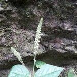 Cyathula prostrata Blüte