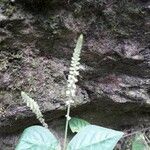 Cyathula prostrata Flor