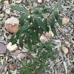 Cistus ladaniferBlad