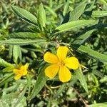Ludwigia grandiflora Fula