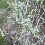 Artemisia caerulescens ᱥᱟᱠᱟᱢ