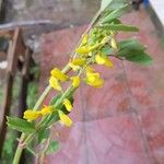 Melilotus elegans Maua
