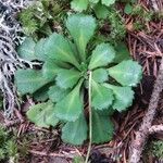 Saxifraga cuneifolia Leaf