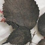 Boehmeria grandis Leaf