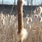 Typha latifolia Frucht