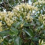 Syzygium multipetalum Habitus