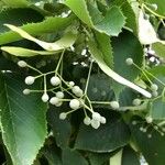 Tilia americana Fruit