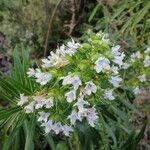 Echium virescens Flower