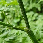 Chaerophyllum aureum Bark