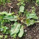 Rumex × acutus Habit