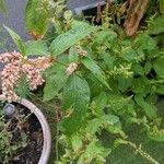 Persicaria lapathifolia Blatt