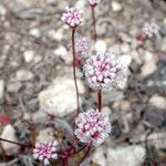 Eriogonum nortonii Habit