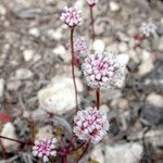 Eriogonum nortonii