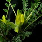 Astragalus supervisus Hàbitat