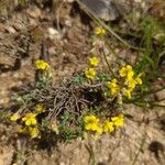 Helianthemum oelandicumKwiat