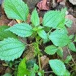 Pilea pumila Ліст