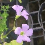 Oxalis latifoliaFlower