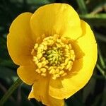 Ranunculus bulbosus Flower