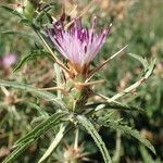 Centaurea calcitrapa Flower