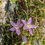 Gentianella aspera Žiedas