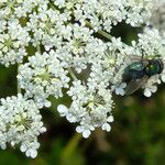 Ammi majus Květ