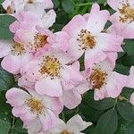 Rosa moschata Flor