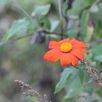 Tithonia rotundifoliaᱵᱟᱦᱟ