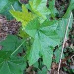 Malva verticillata Feuille