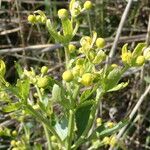 Ranunculus sceleratus Flor