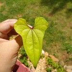 Dioscorea oppositifolia برگ