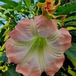 Brugmansia suaveolensफूल