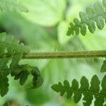 Pteridium capense 葉