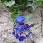 Ceratostigma plumbaginoidesFlor