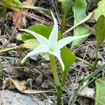 Jaborosa integrifolia Kukka