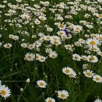 Anthemis ruthenica Flower