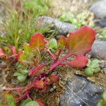 Chenopodium rubrum Tervik taim