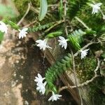 Angraecum distichum Blüte