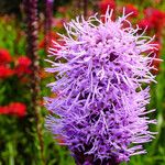 Liatris pycnostachya Flor