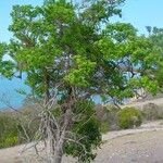 Premna serratifolia Habit