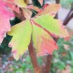 Acer griseum ഇല