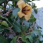 Solandra maxima Staniste