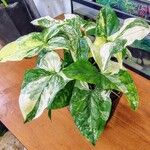 Syngonium angustatum Лист