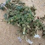 Silene succulenta Leaf