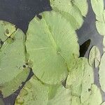 Nymphaea odorata 葉