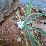 Ipheion uniflorumΛουλούδι