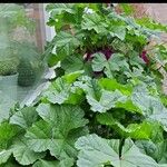 Malva sylvestrisBlatt
