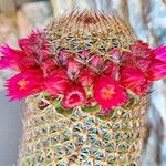 Mammillaria matudae Flor